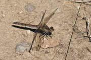 Sympetrum striolatum