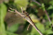 Sympetrum striolatum