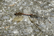 Sympetrum striolatum