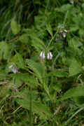 Symphytum officinale
