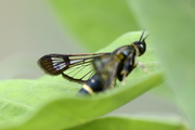 Synanthedon spuleri
