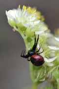 Synema globosum