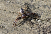 Synema globosum