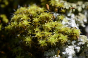 Syntrichia ruralis