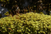 Syntrichia ruralis