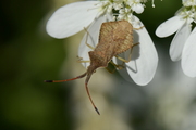 Syromastus rhombeus