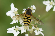 Syrphus ribesii