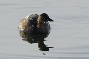 Tachybaptus ruficollis