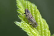 Tachycixius pilosus
