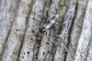 Tachydromia