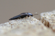 Tachyporus
