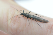 Taeniopteryx hubaulti