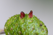 Taphrinales