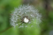 Taraxacum officinale
