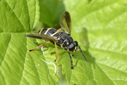 Temnostoma bombylans