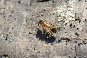 Temnothorax