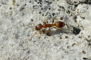 Temnothorax