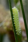Tenthredinidae