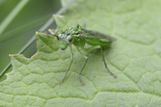 Tenthredo olivacea
