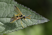 Tenthredo scrophulariae