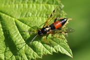 Tenthredopsis friesei