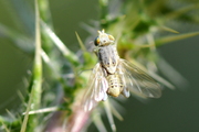 Terellia serratulae