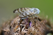 Terellia