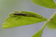 Tetragnatha