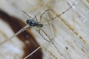 Tetragnatha