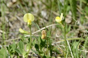 Tetragonolobus maritimus