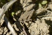Tetrix tenuicornis