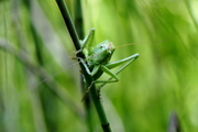 Tettigonia cantans