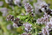 Tettigonia cantans