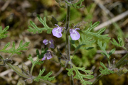 Teucrium botrys