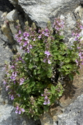 Teucrium chamaedrys