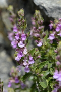 Teucrium chamaedrys