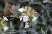 Teucrium montanum