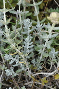 Teucrium polium