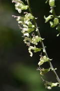 Teucrium scorodonia