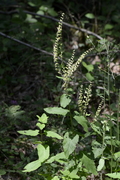 Teucrium scorodonia