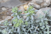 Teucrium