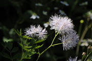 Thalictrum aquilegifolium