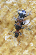 Thanasimus formicarius