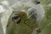 Theridion