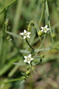 Thesium pyrenaicum