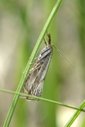 Thisanotia chrysonuchella