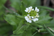 Thlaspi perfoliatum