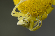 Thomisus onustus