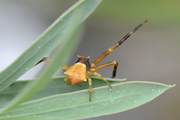 Thomisus onustus