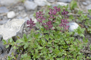Thymus praecox